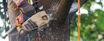 Best Tree Trimming and Pruning  in Lakeway, TX