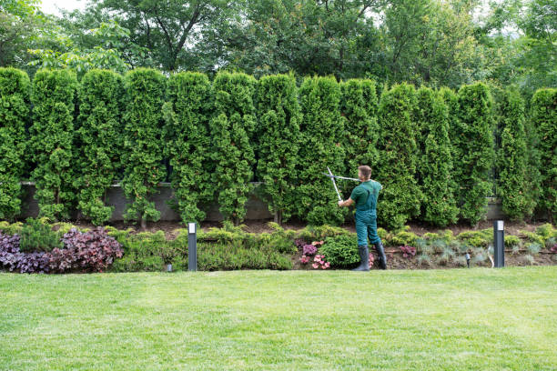 Best Lawn Renovation and Restoration  in Lakeway, TX