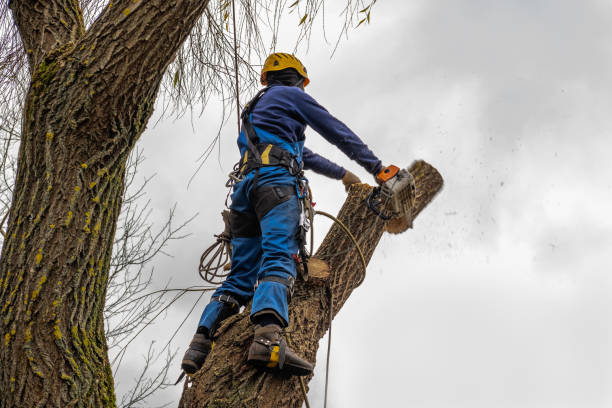 Best Palm Tree Trimming  in Lakeway, TX